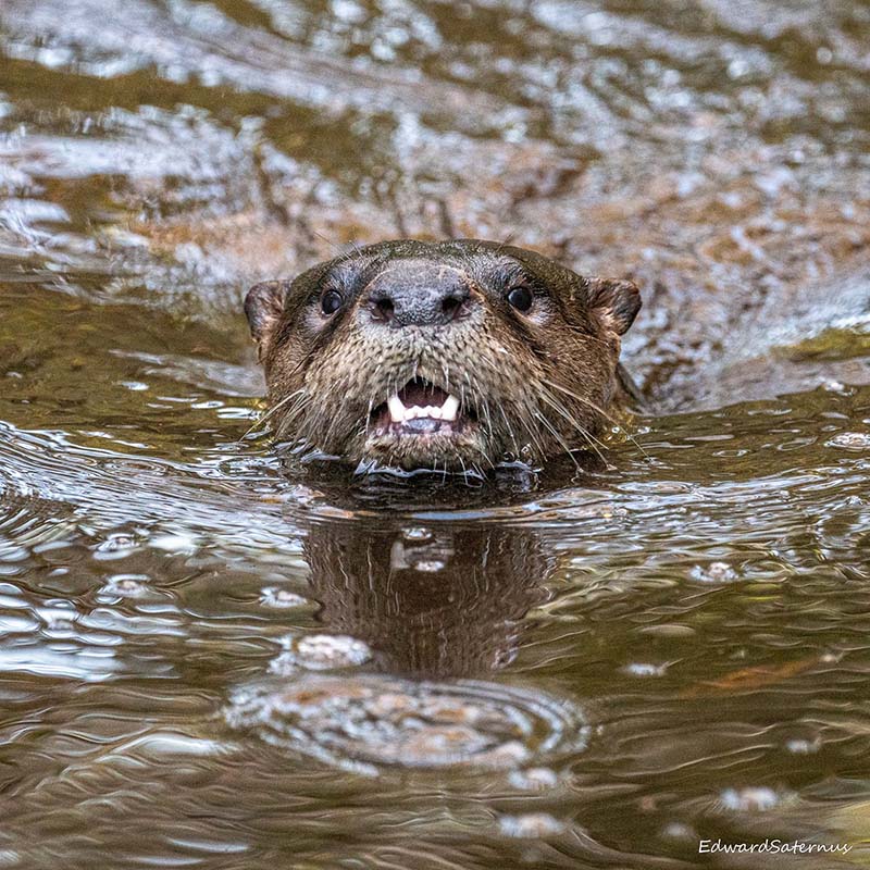 Arthur the Otter